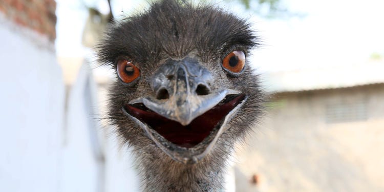 Police Detain Rampaging Emu In Bebington (No really)!